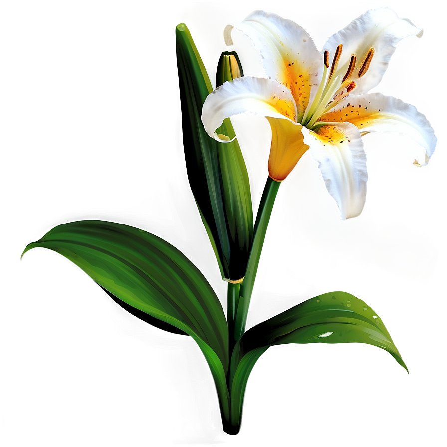 Lily Flower Transparent Png Rkm PNG