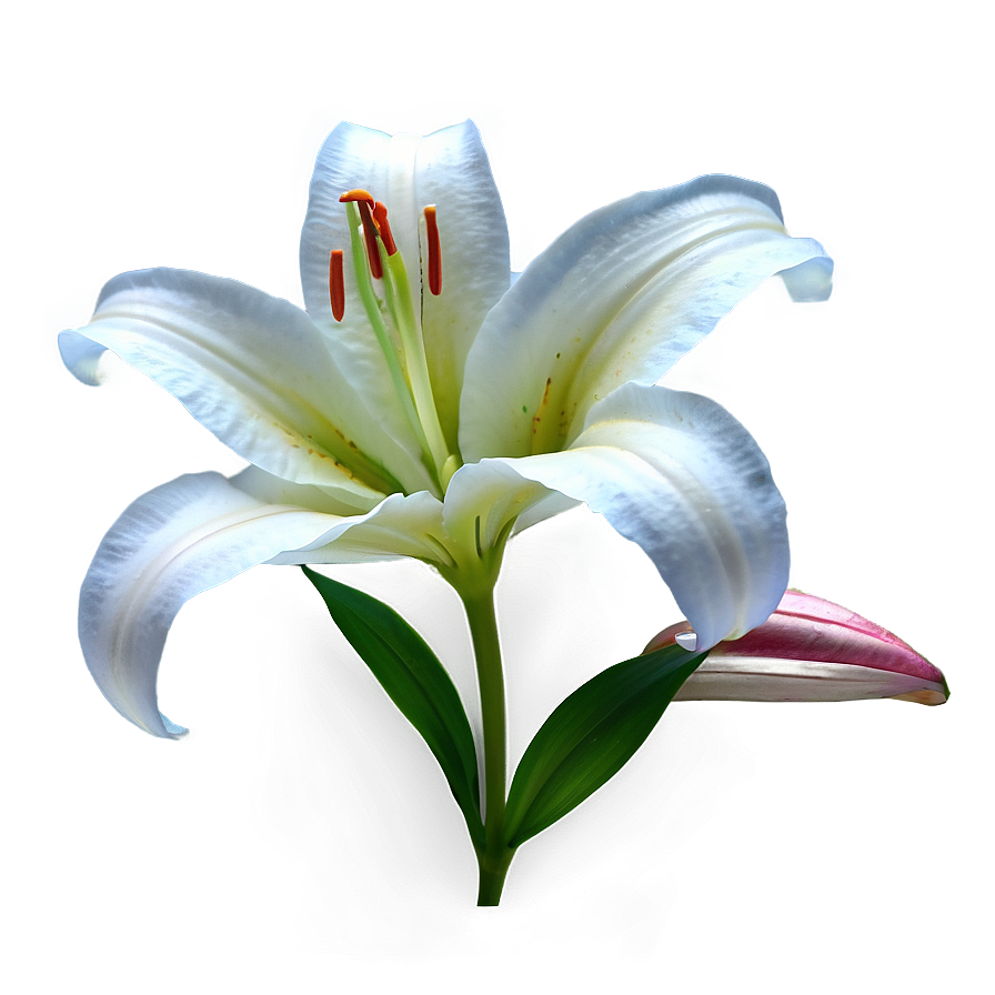 Lily Flower Transparent Png Rng41 PNG