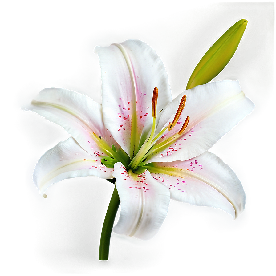 Lily Flower Wallpaper Png 95 PNG