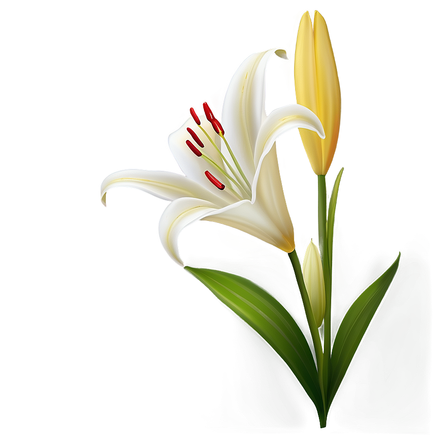 Lily Flower Wallpaper Png Yeq30 PNG