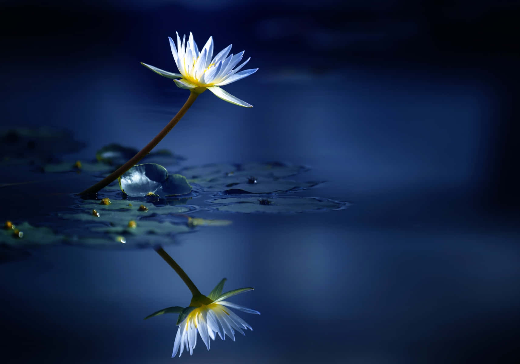 Lily Flower Water Reflection Wallpaper