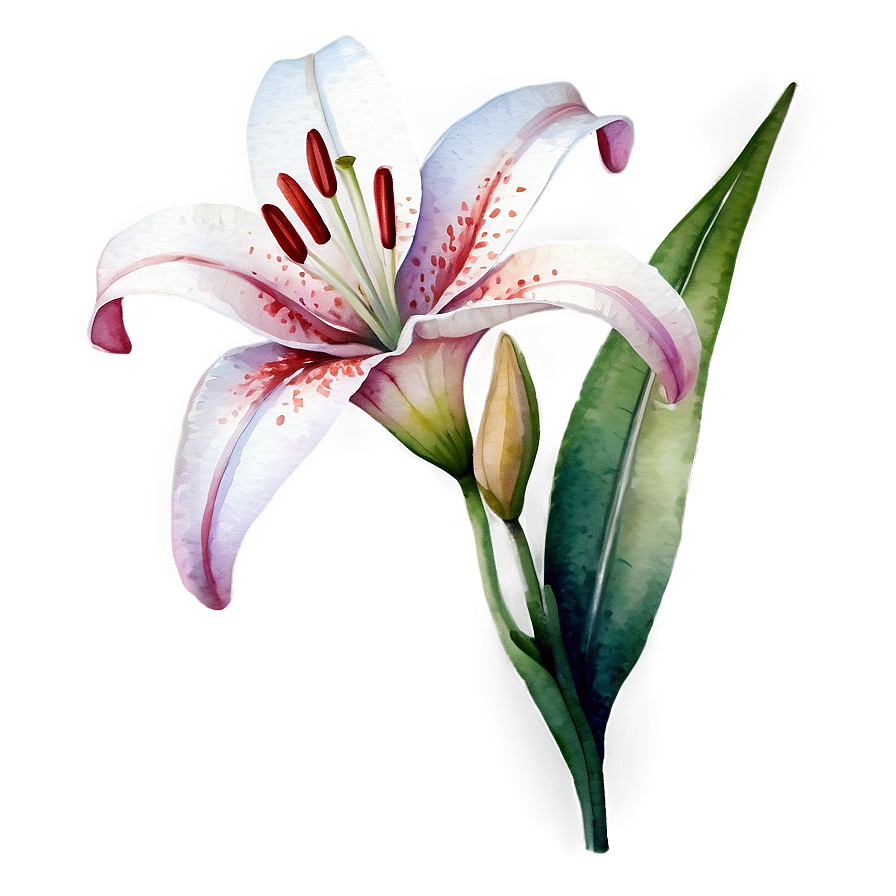 Lily Flower Watercolor Png 06272024 PNG