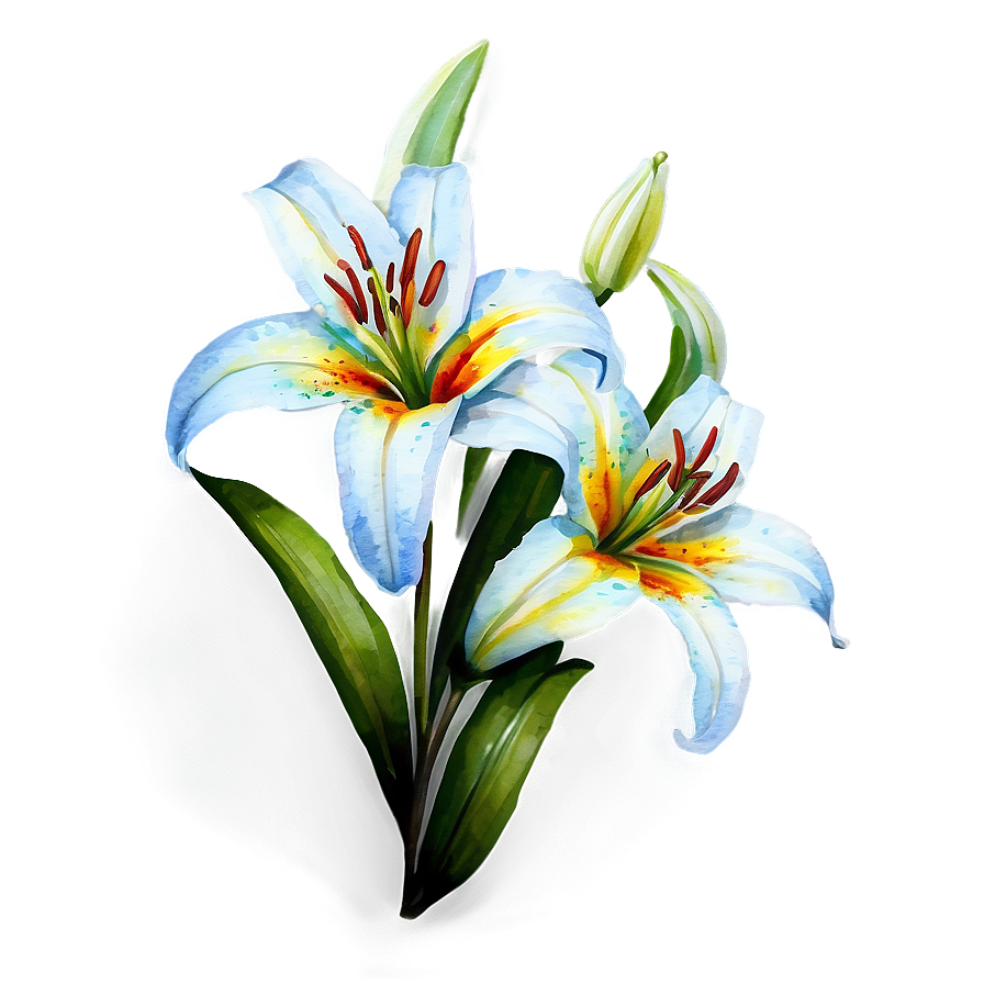 Lily Flower Watercolor Png 12 PNG