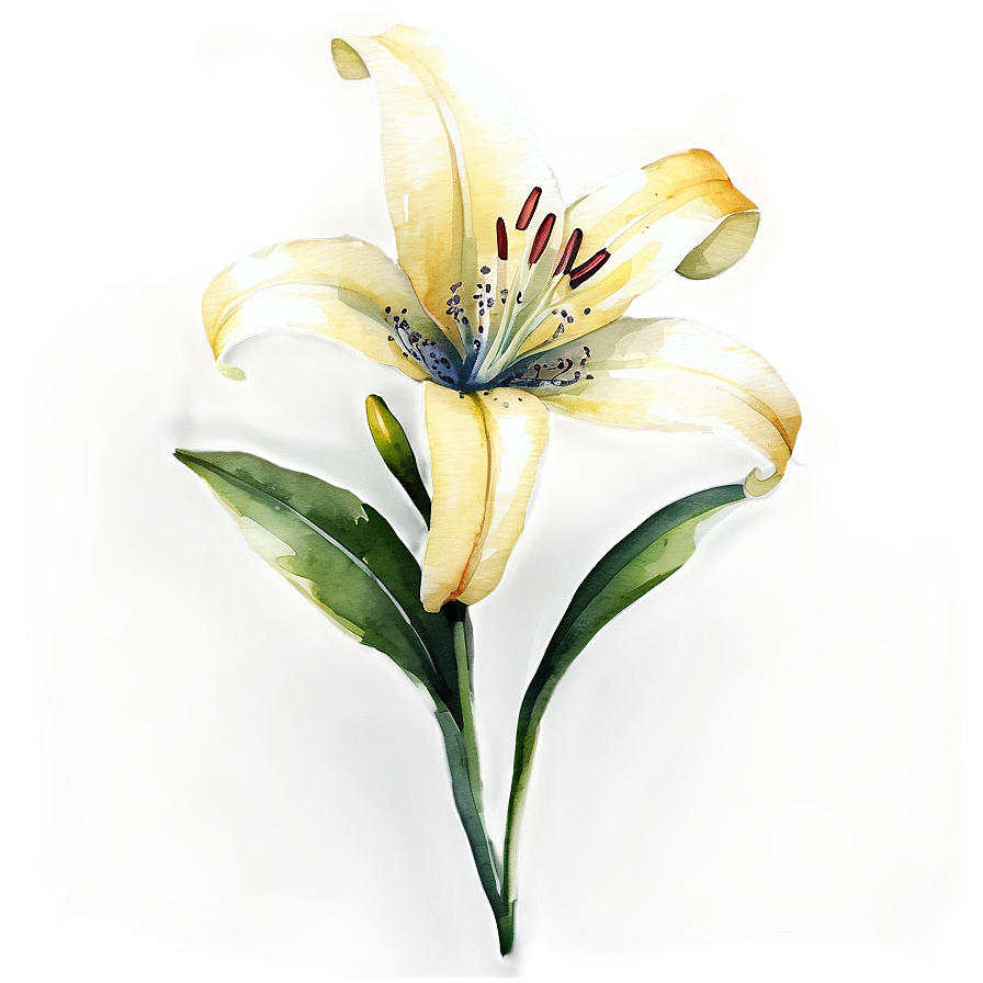 Lily Flower Watercolor Png Uph36 PNG