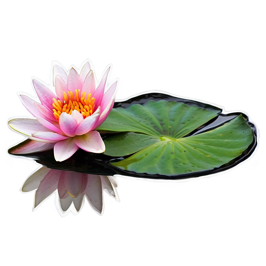 Lily On Tranquil Lake Png Dmh PNG