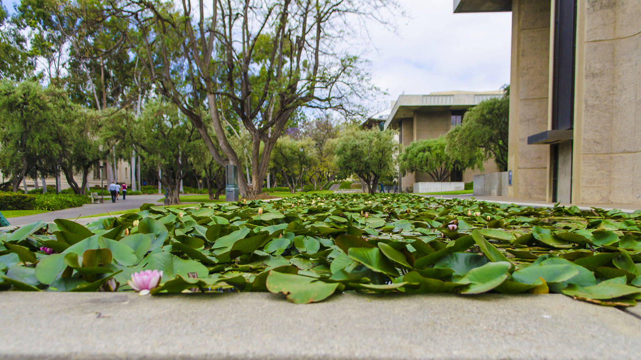 Lily Pads At Caltech Wallpaper