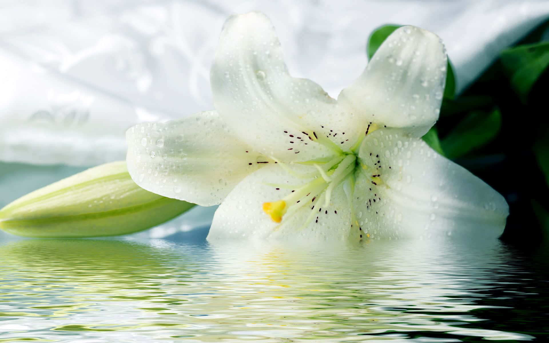 A beautiful white lily in full bloom