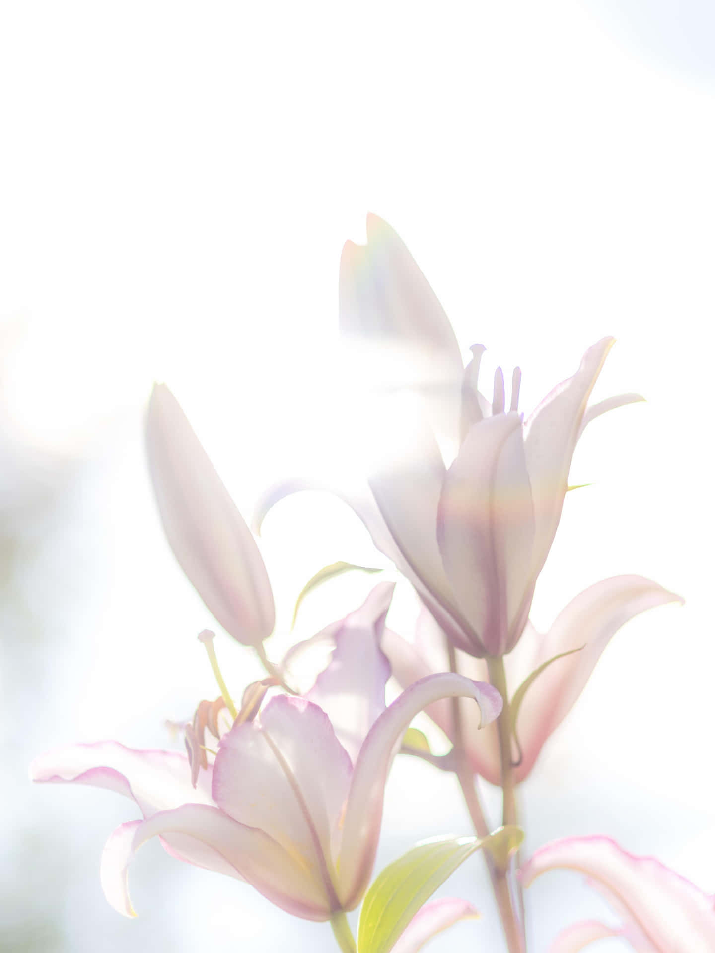 Dieschönheit Der Weißen Lilienblume