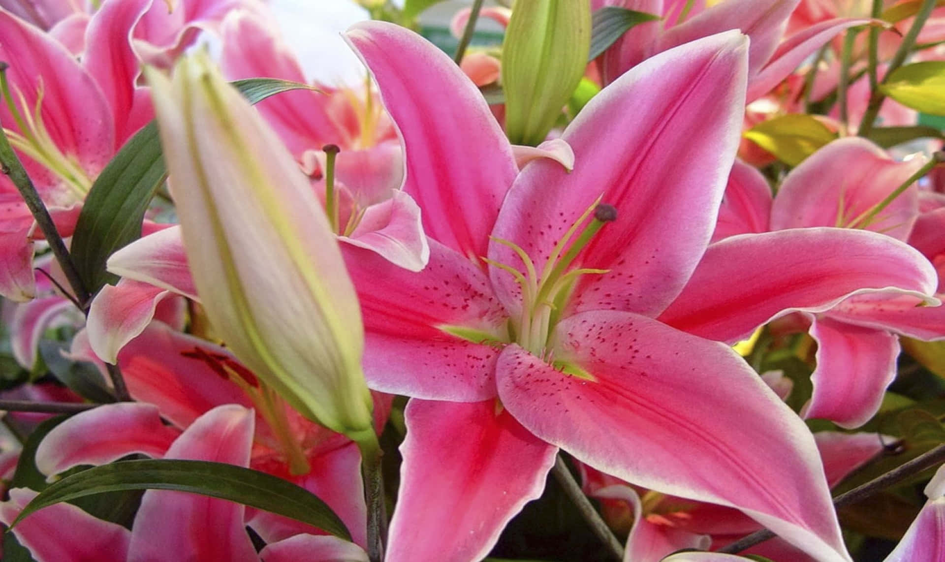 A beautiful pink lily flower blooming in the sunshine
