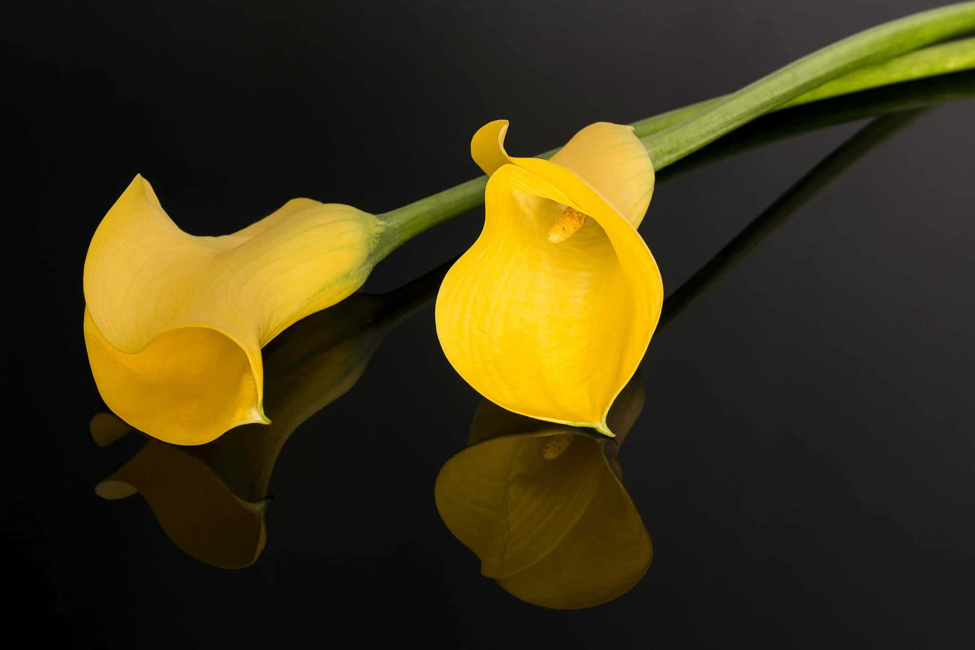 Two Yellow Calla Lilies On A Black Surface