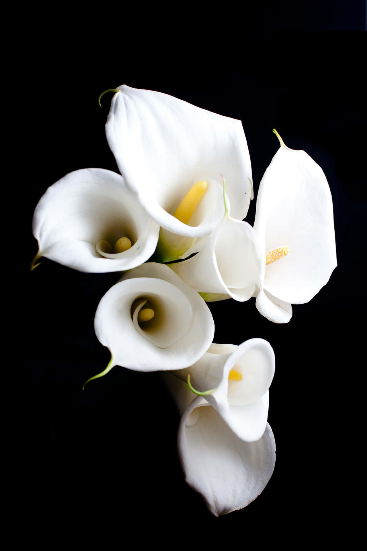 The beauty of a white lily in bloom