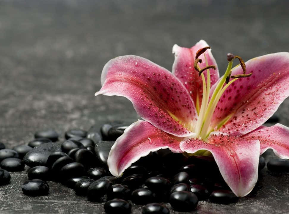 Einewunderschöne Lilie, Die Stolz In Einem Garten Steht.
