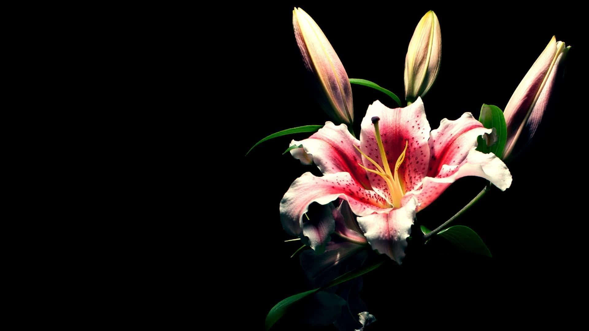 A Pink Lily Is In A Vase Against A Black Background