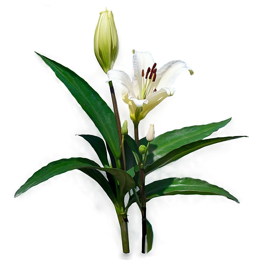 Lily Stem Png 45 PNG