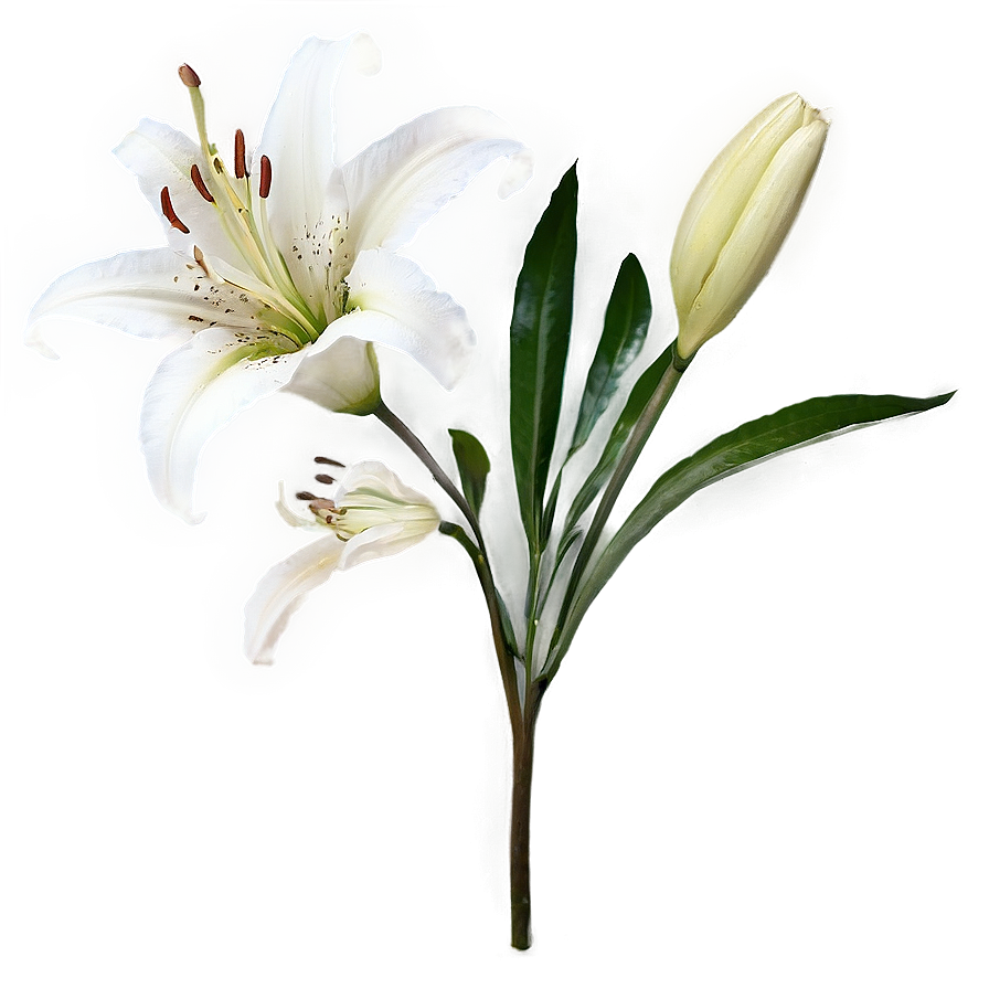 Lily Stem Png Fuf PNG