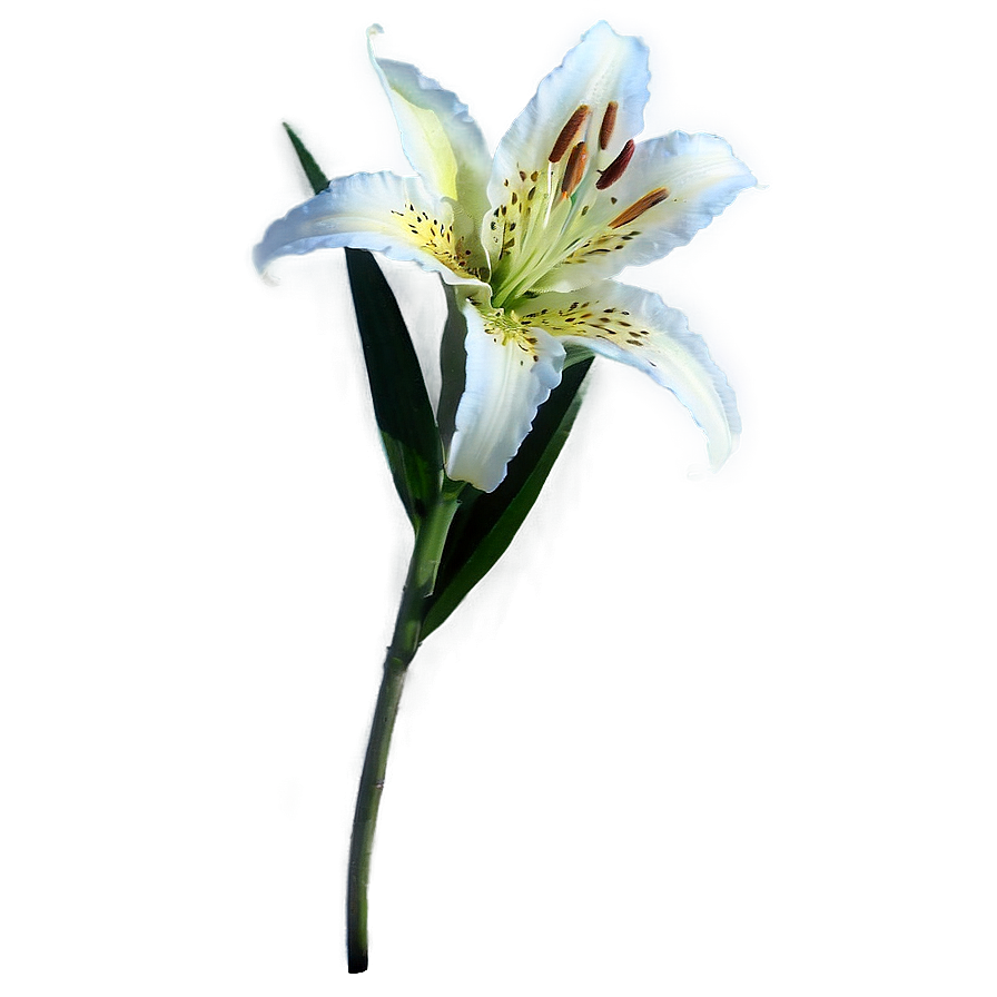 Lily Stem Png Qcp PNG