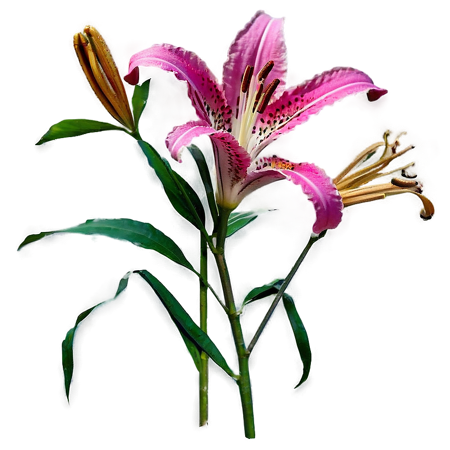 Lily Stem Png Yhi PNG