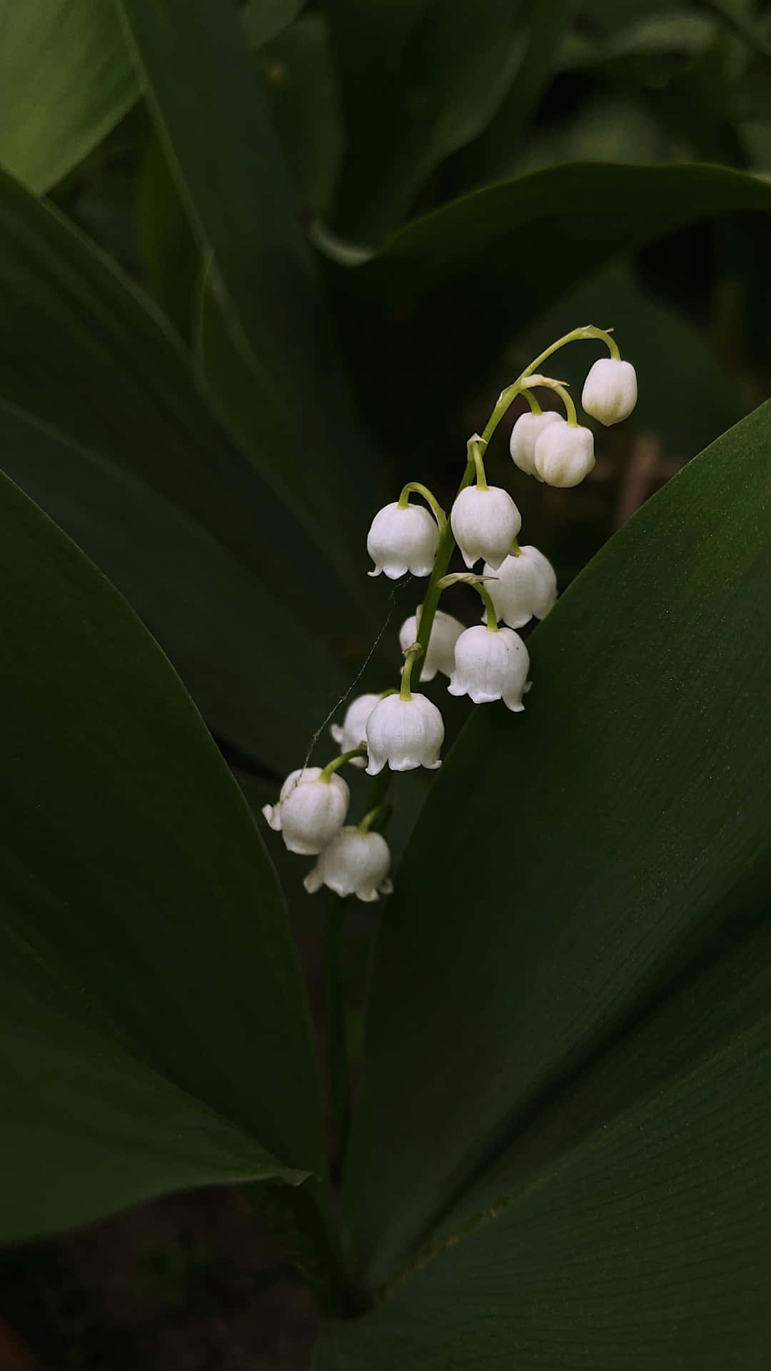 Lilyofthe Valley Blooms Wallpaper