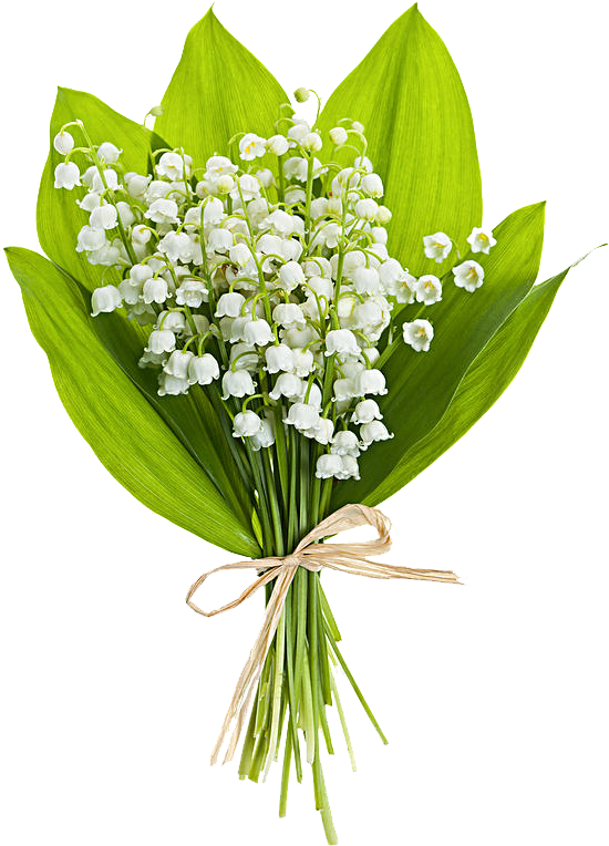 Lilyofthe Valley Bouquet PNG