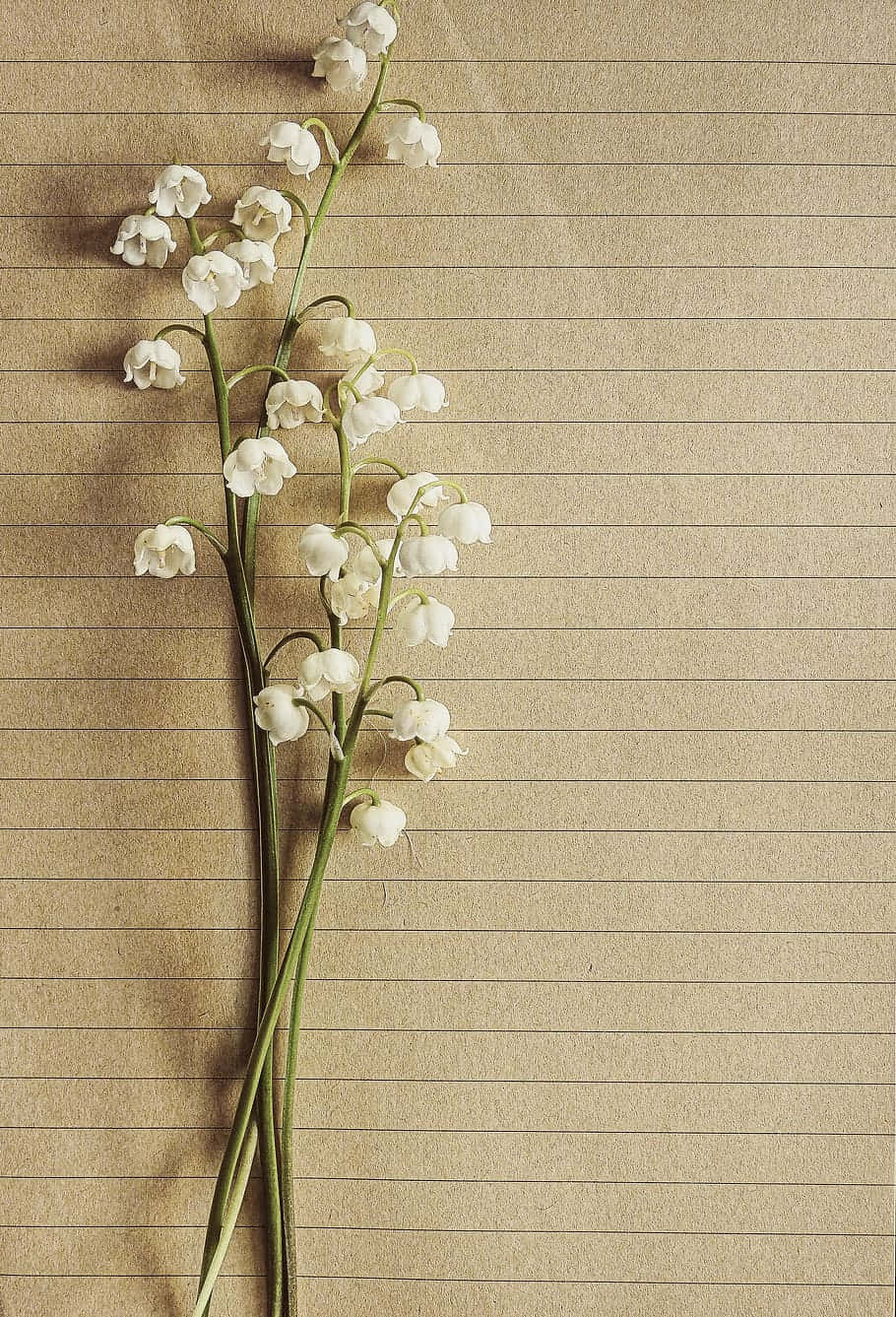 Lilyofthe Valleyon Lined Paper Wallpaper