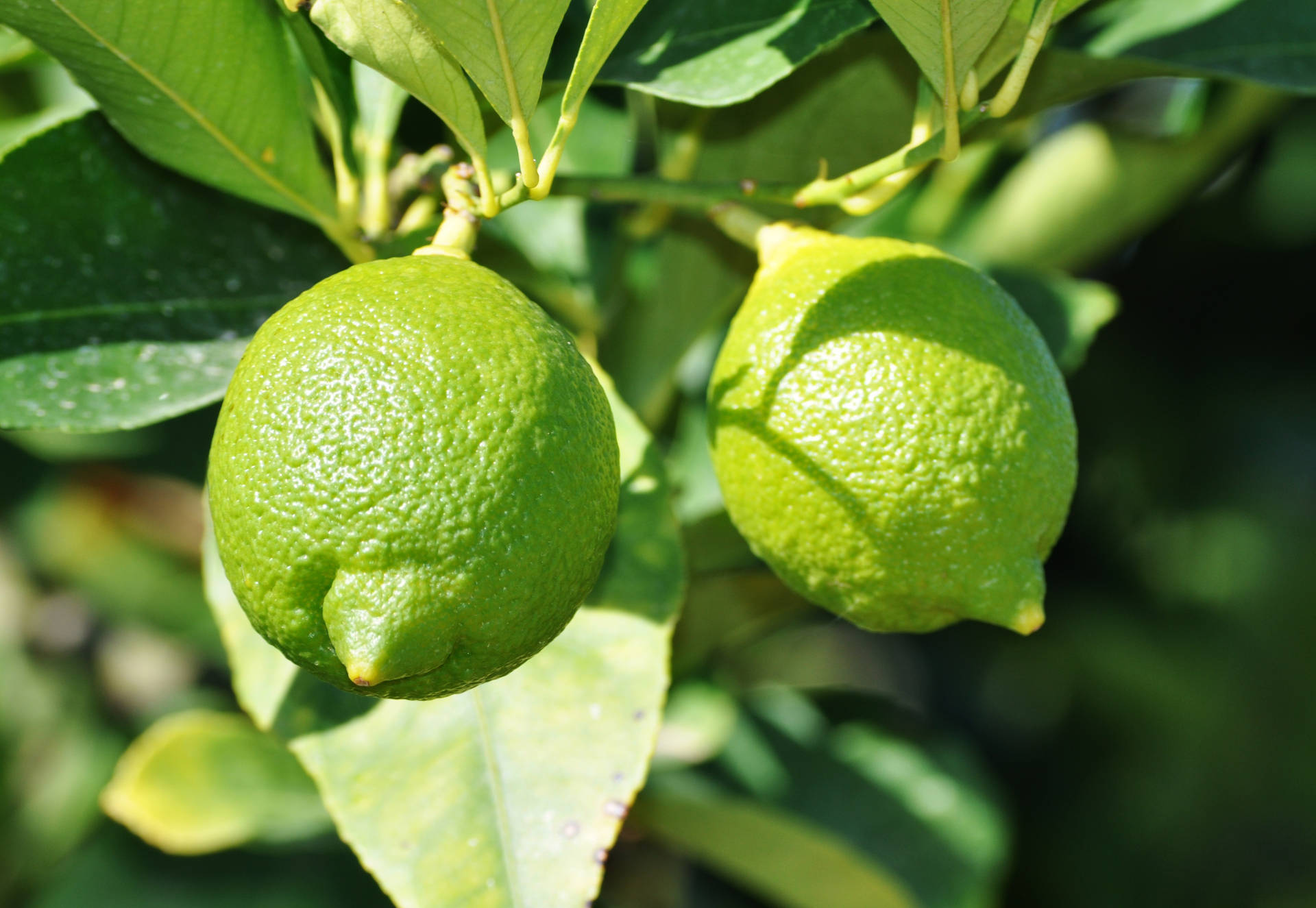 Lime Fruits In A Tree Wallpaper