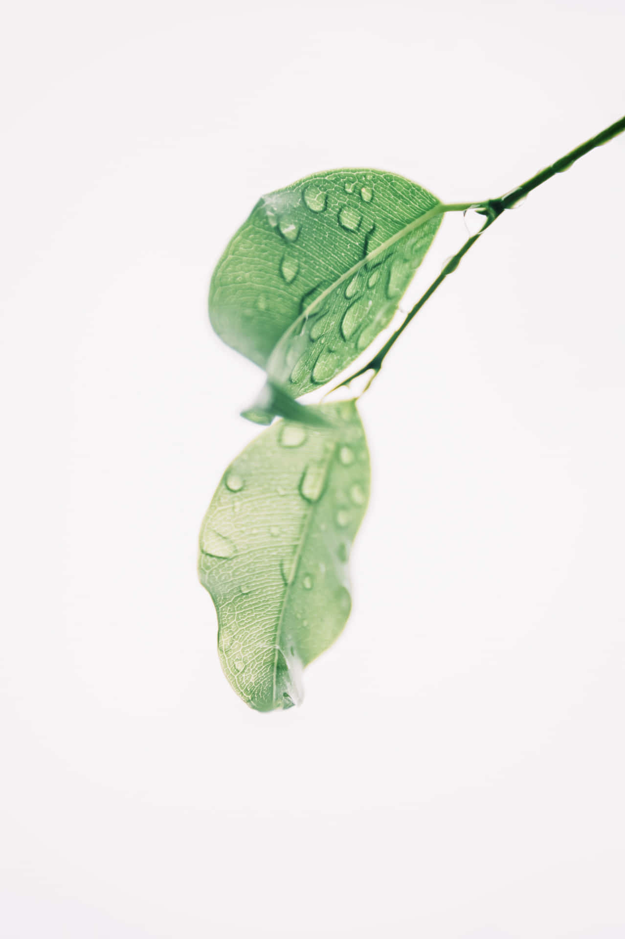 Lime Green Aesthetic Leaf Water Droplets Wallpaper