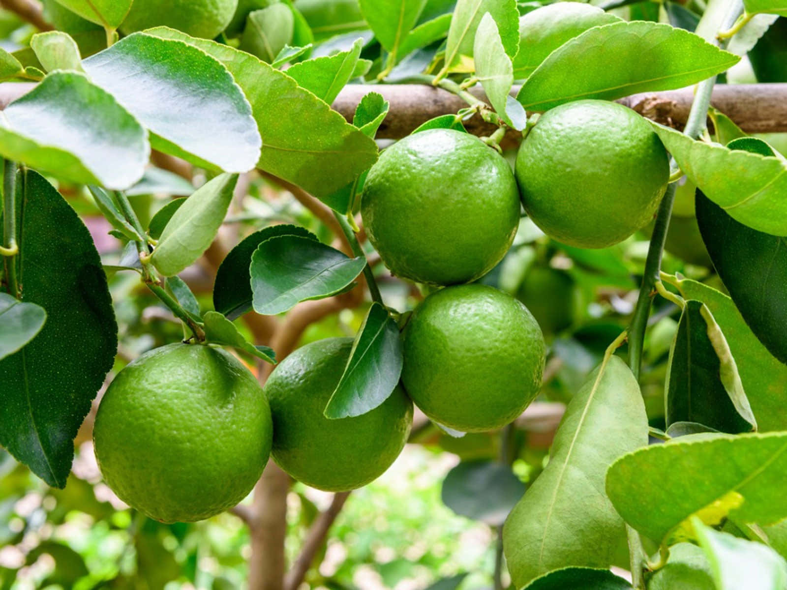 Lime Tree With Green Fruits