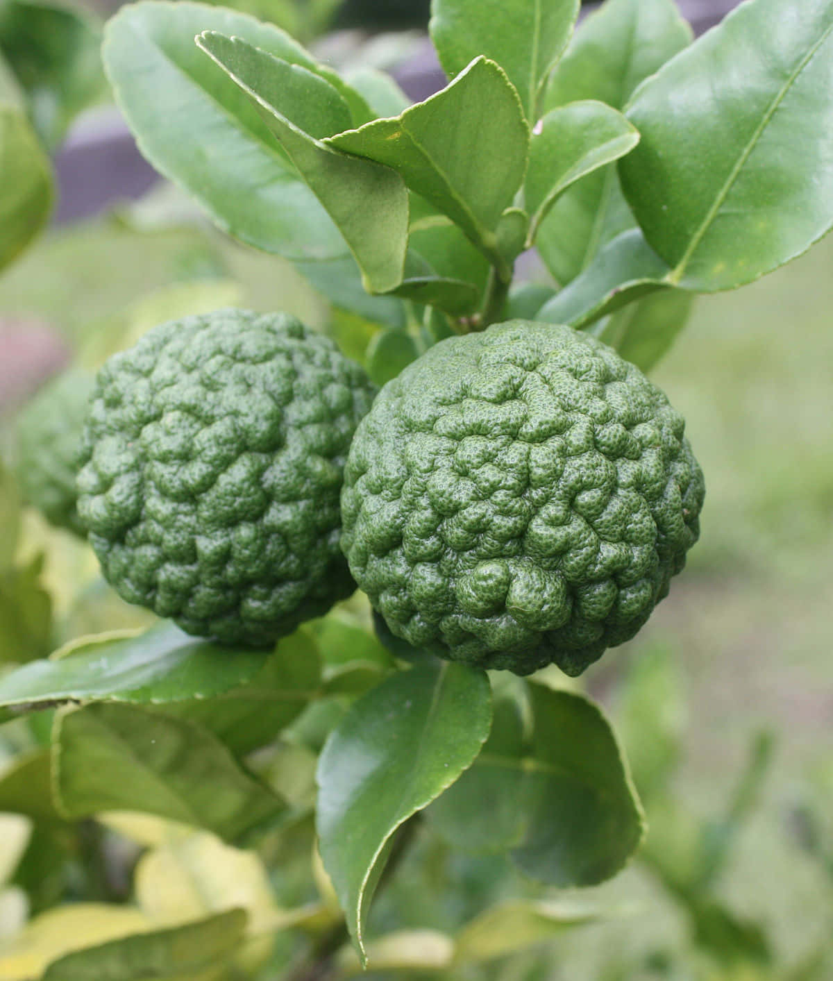 Two Green Fruits On A Tree