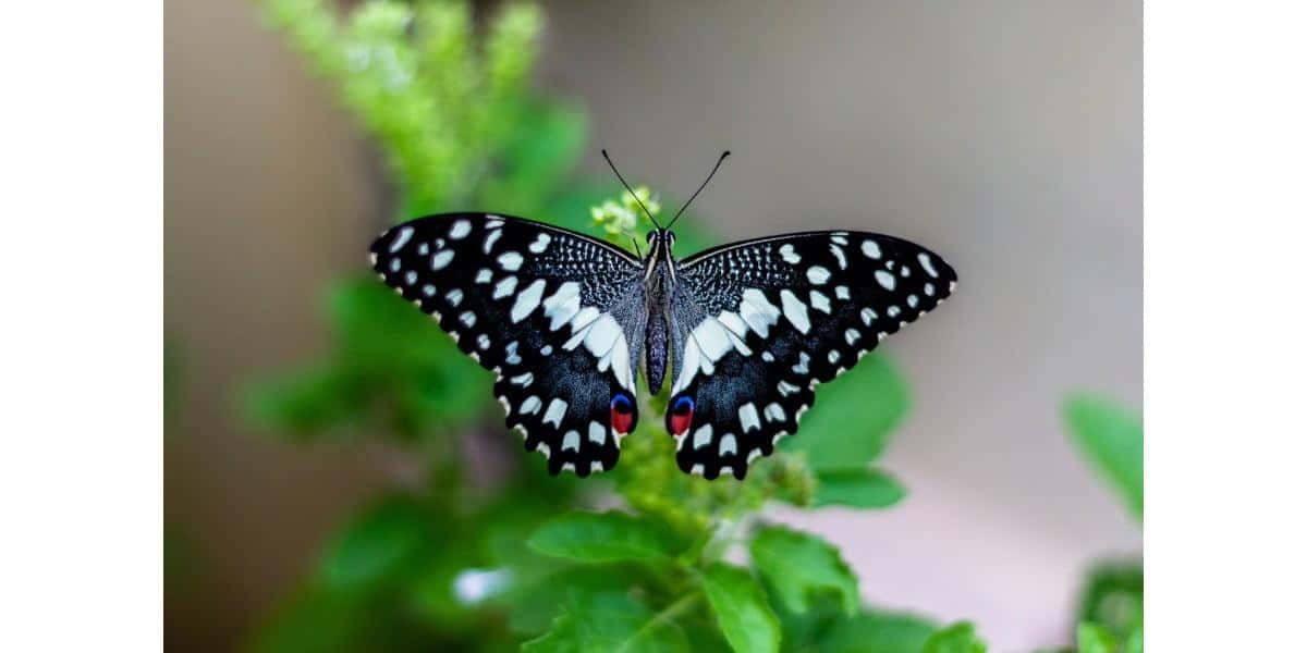 Lime Swallowtail Butterflyon Greenery Wallpaper