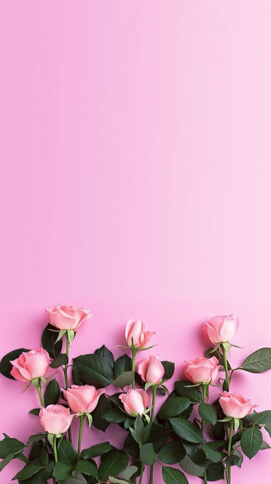 Lindo Telefone Pink Flower Roses Papel de Parede