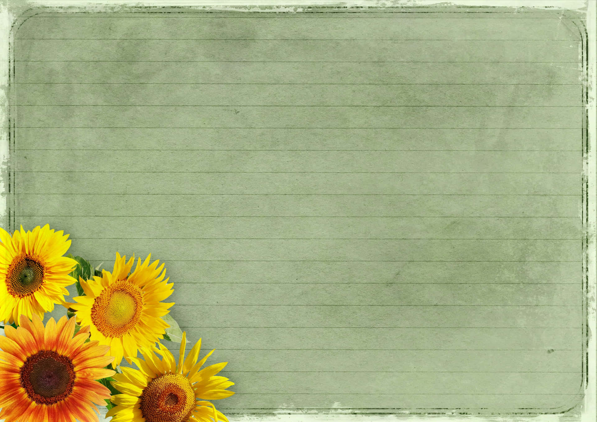 Sonnenblumenrahmen Liniertes Papier Hintergrund Für Den Desktop