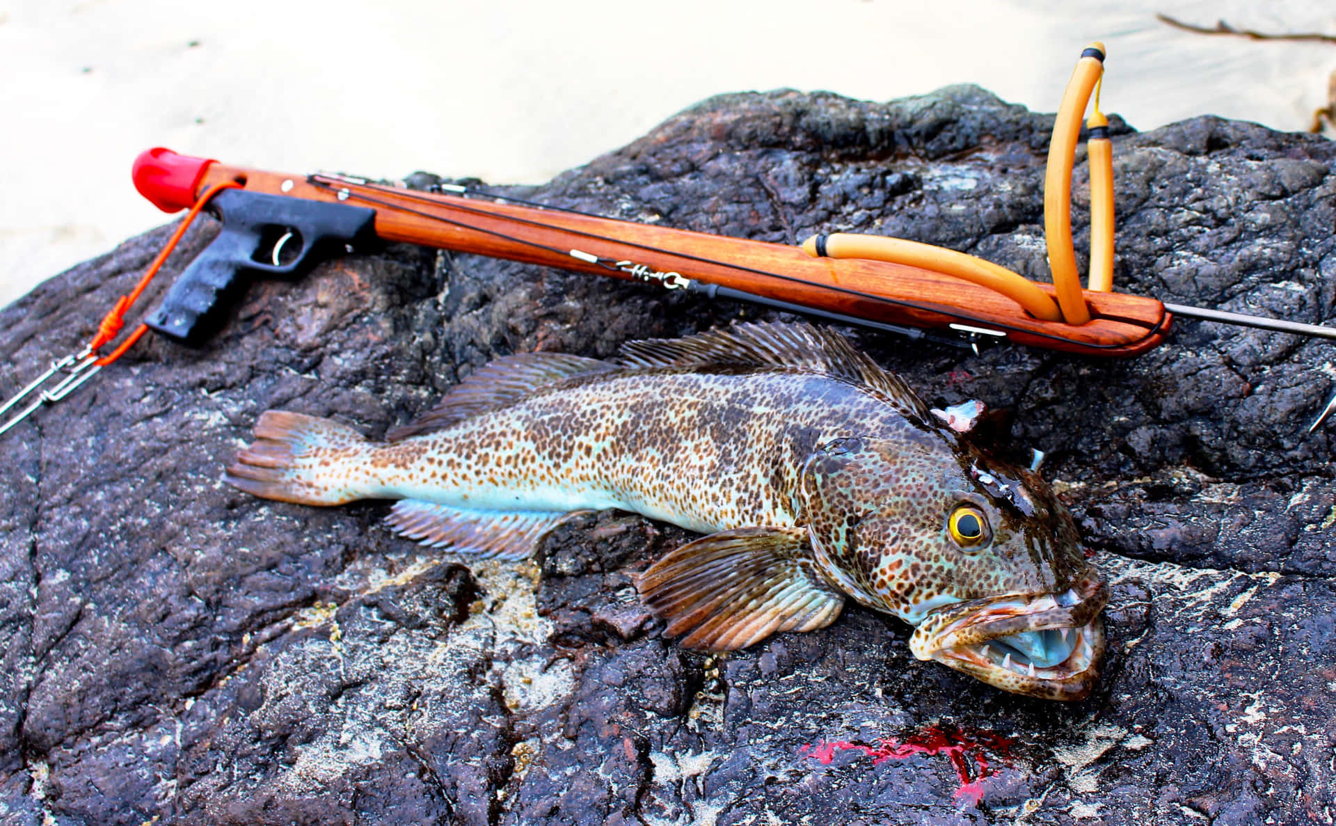 Lingcod Catchand Spearfishing Gear Wallpaper