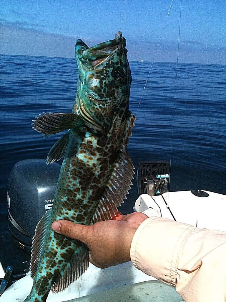 Lingcod Caughtat Sea Wallpaper