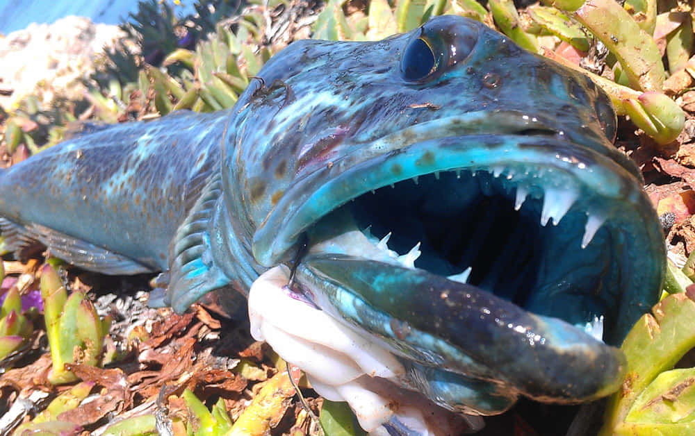 Lingcod Close Up Open Mouth Wallpaper