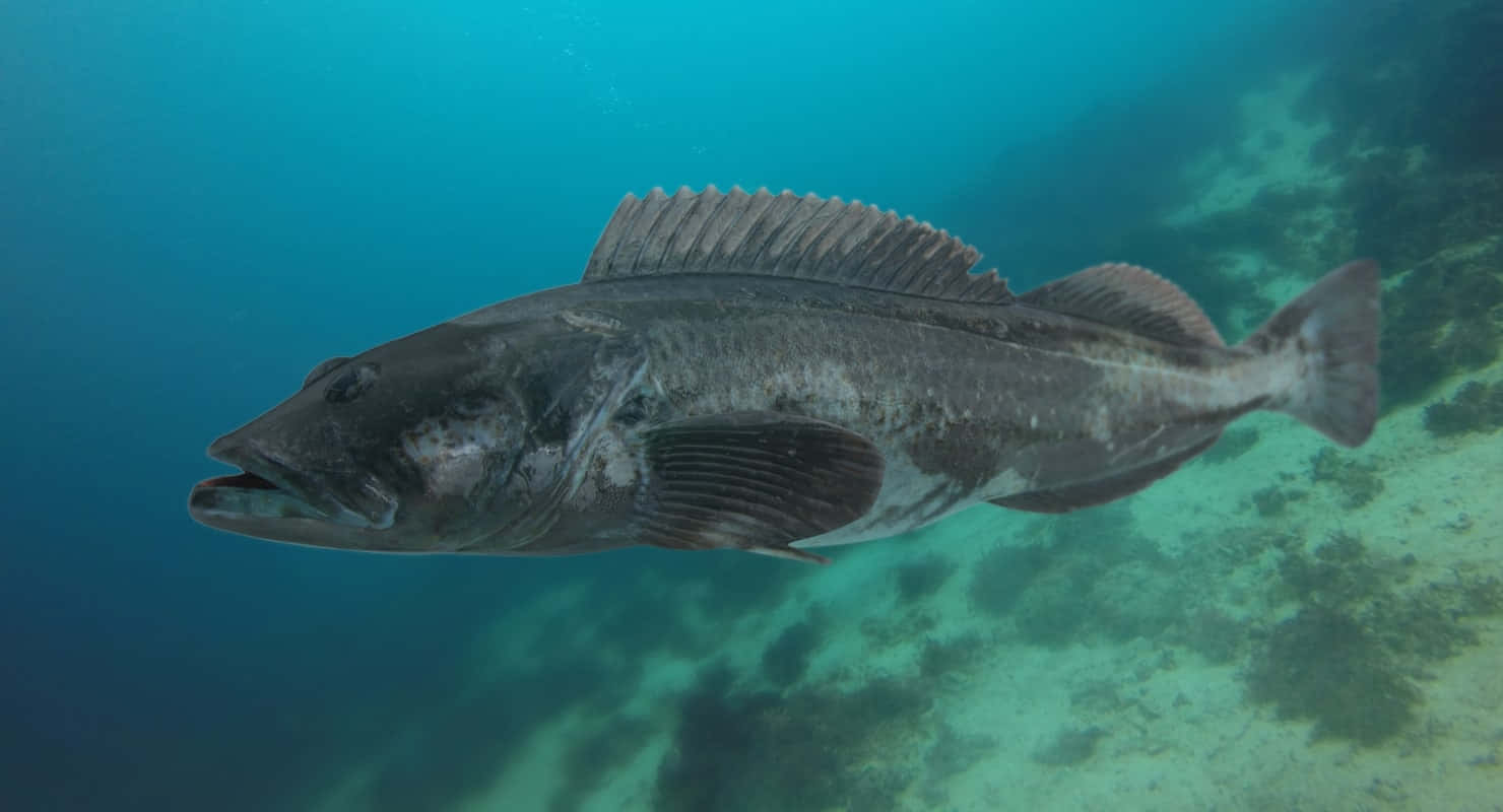 Lingcod Swimming Underwater Wallpaper