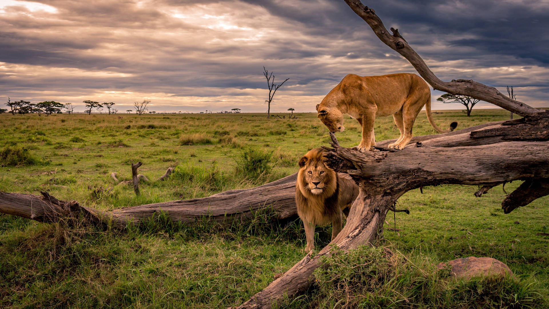 Lion And Lioness Africa 4k Wallpaper