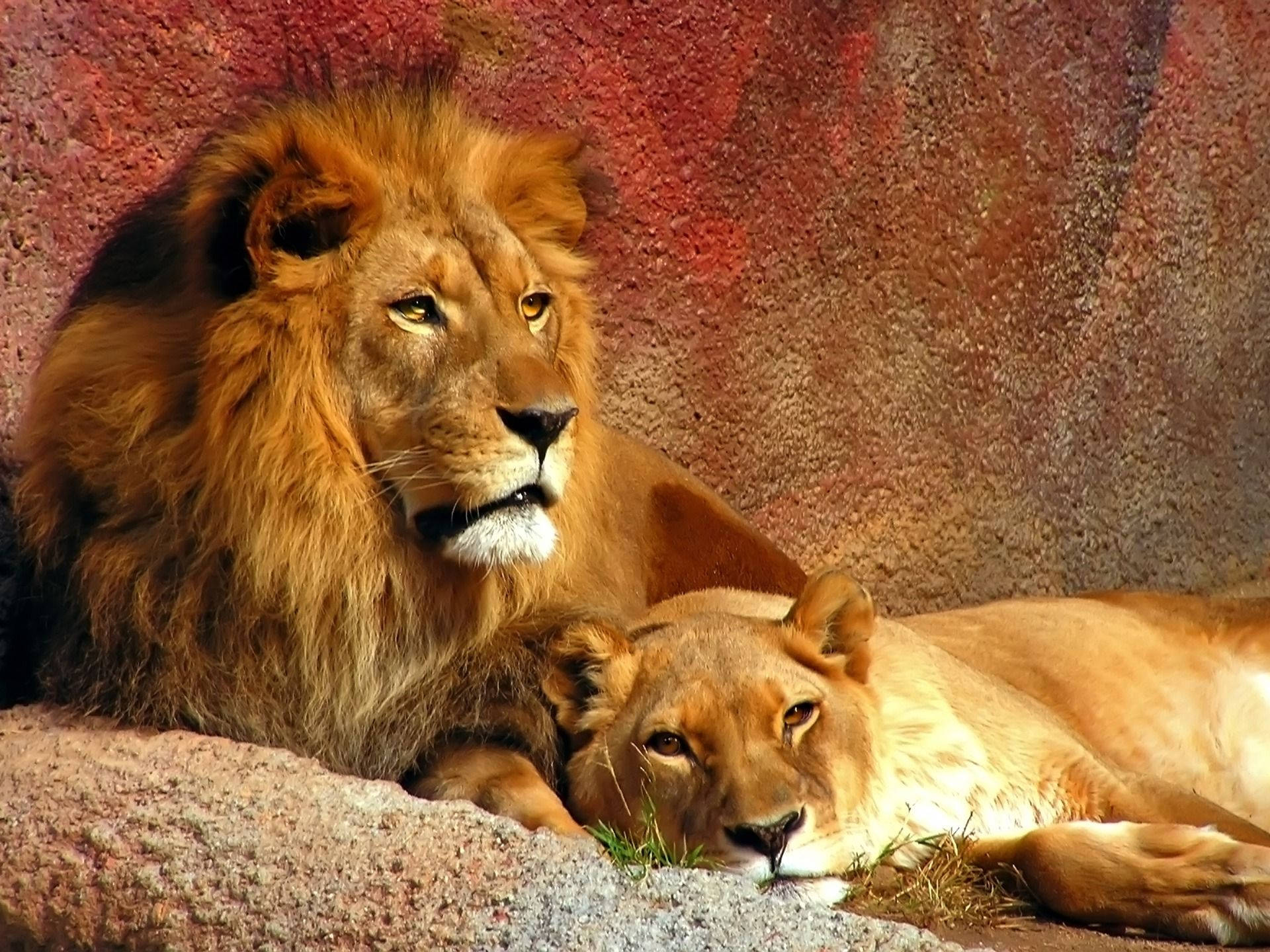 Lion And Lioness Wallpaper