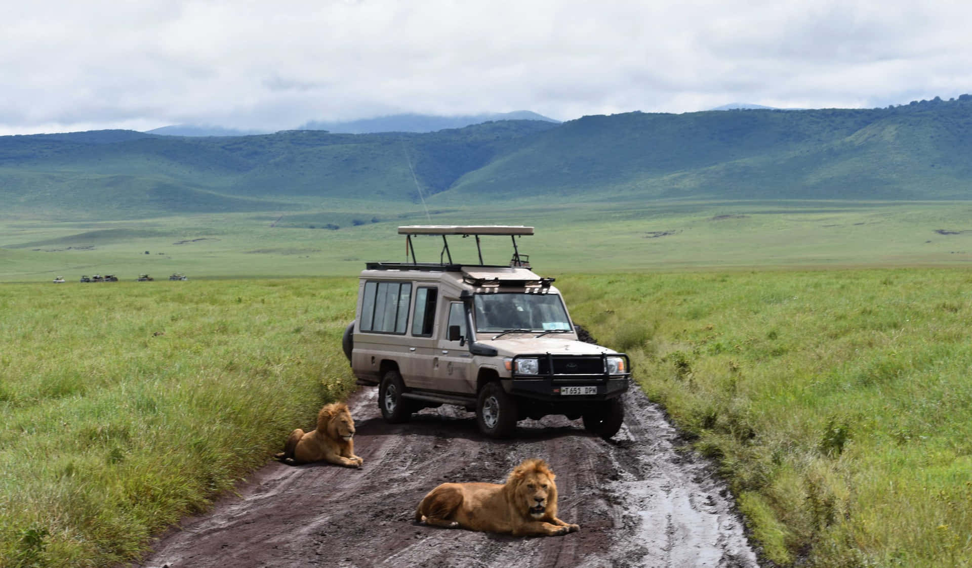 Lion And Safari Vehicle At The Tanzania Ngorongoro Crater Wallpaper