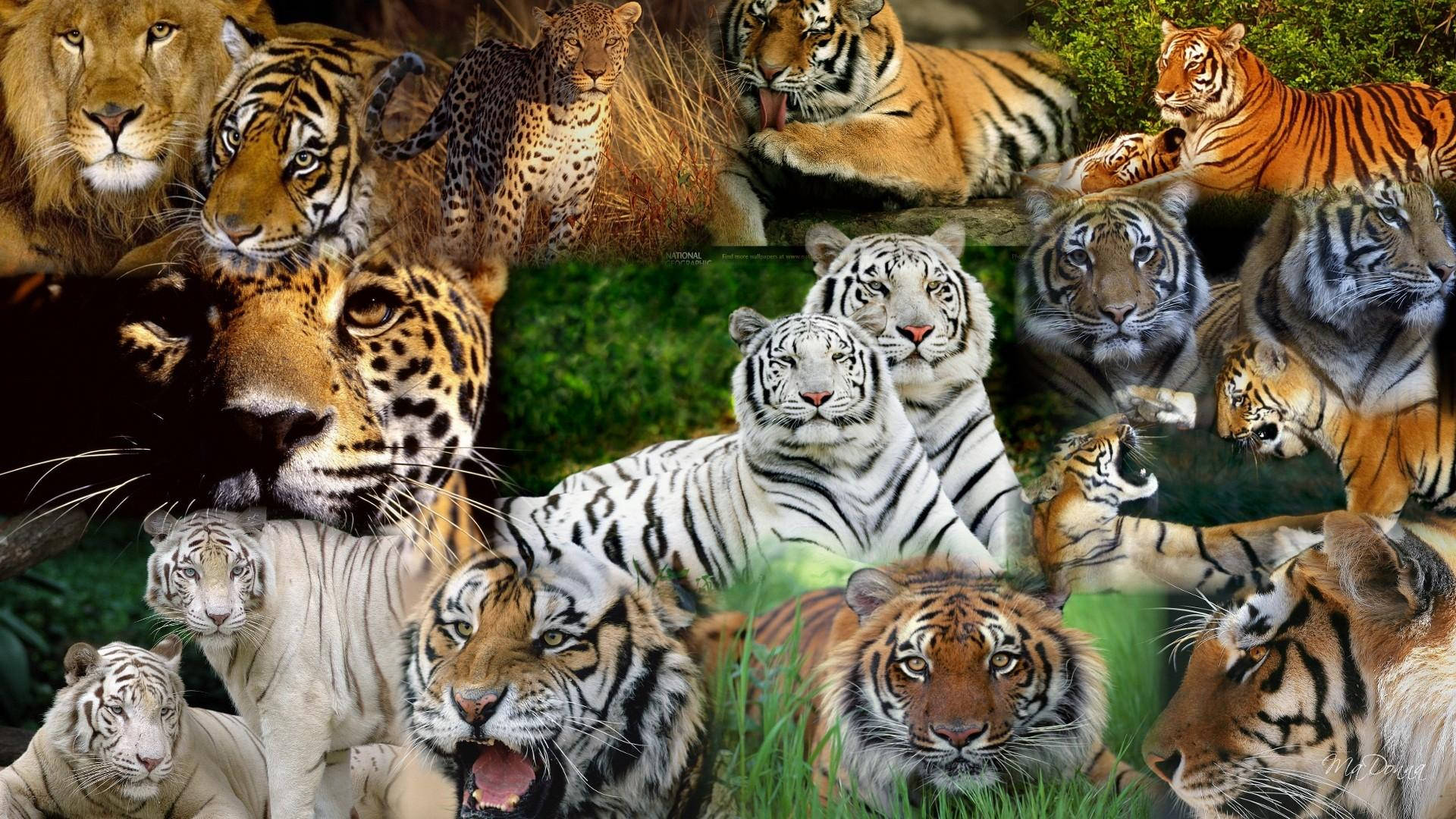 Lion And Tiger Collage Wallpaper