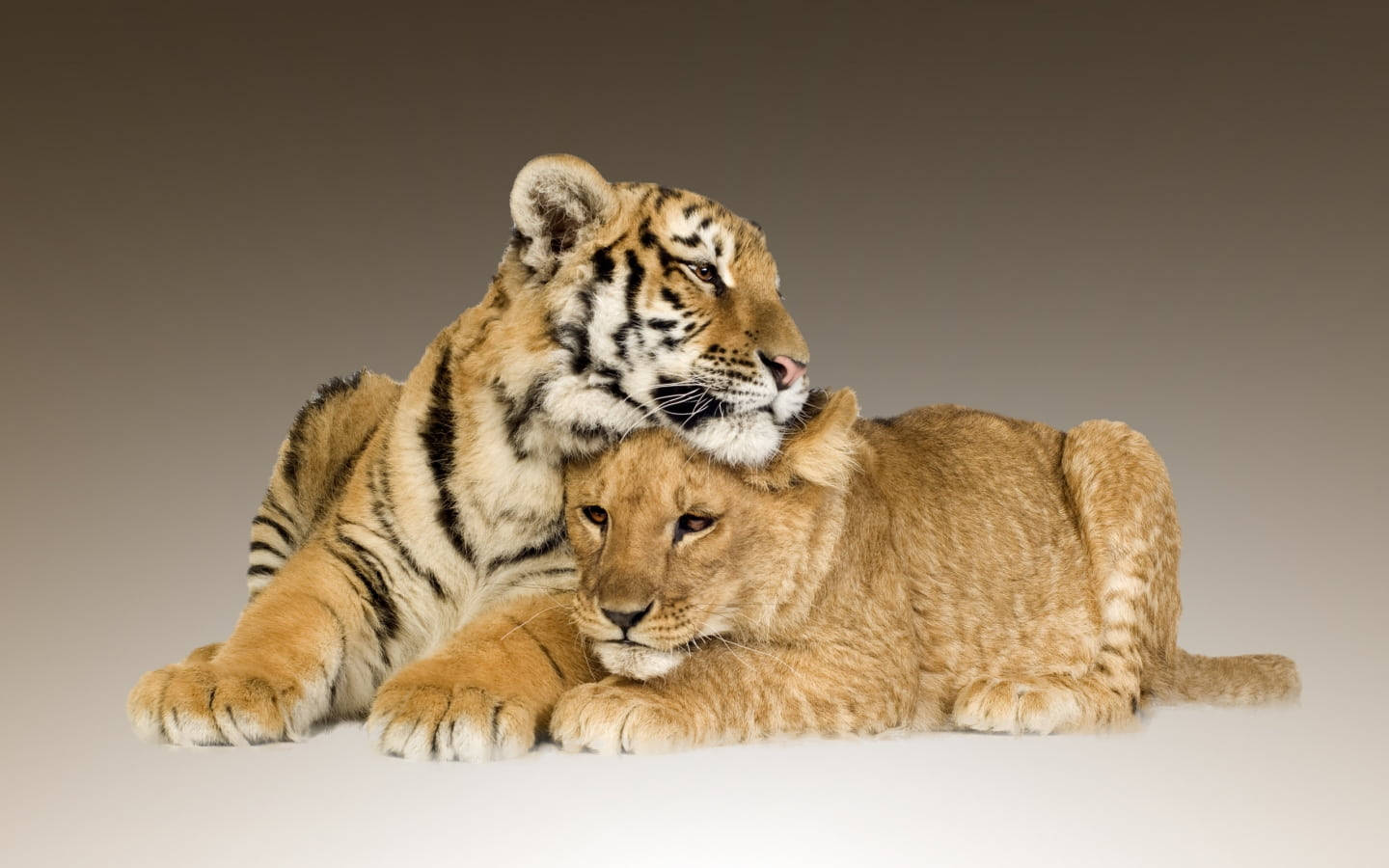 Løve og tiger duo-eventyr tapet Wallpaper