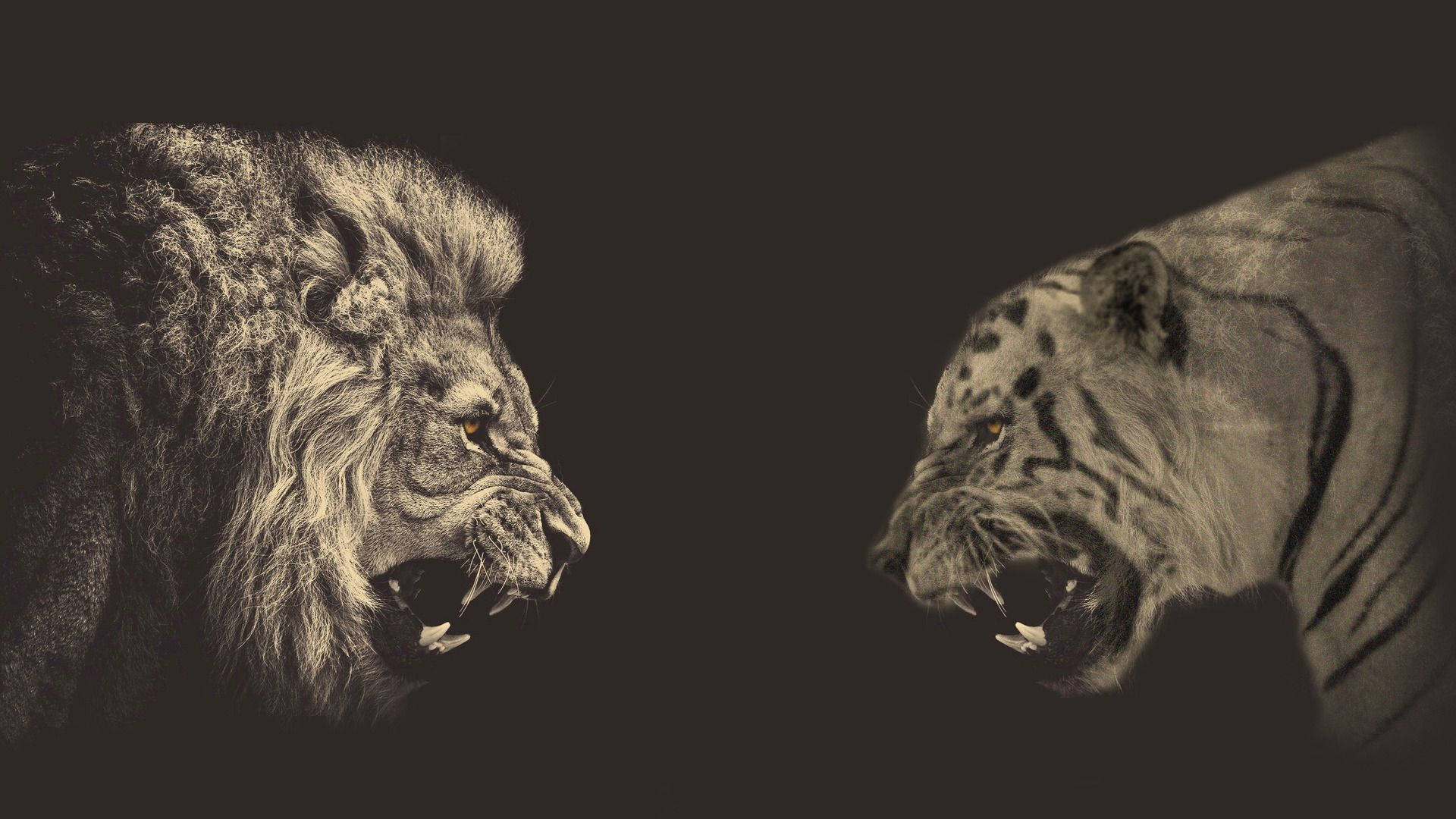 Lion And Tiger Face Off Wallpaper