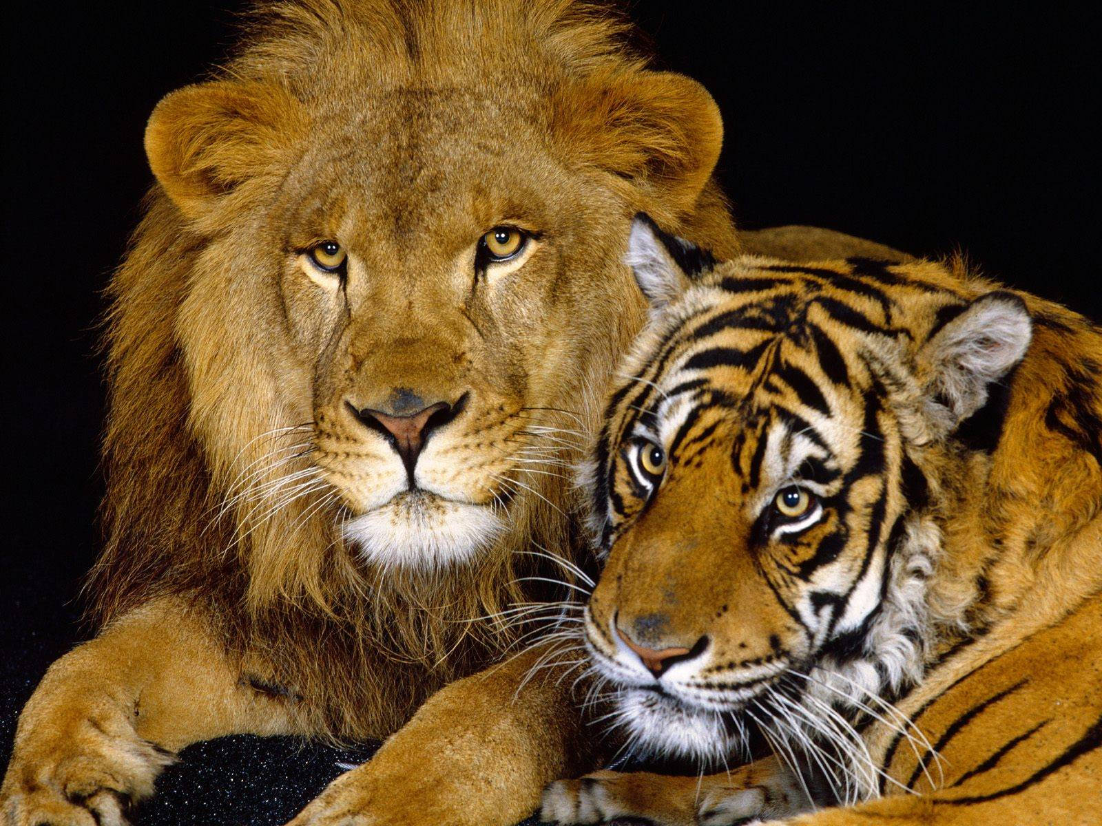 Lion And Tiger Together Wallpaper