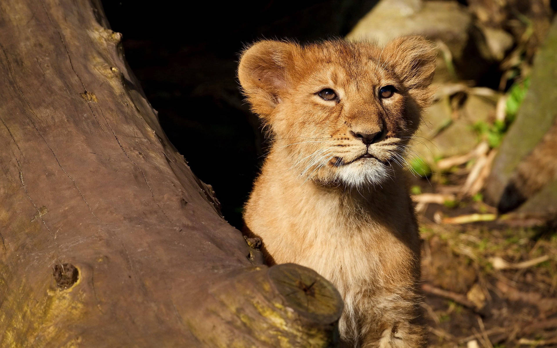 A Young Lion Cub Taking Its First Steps Wallpaper