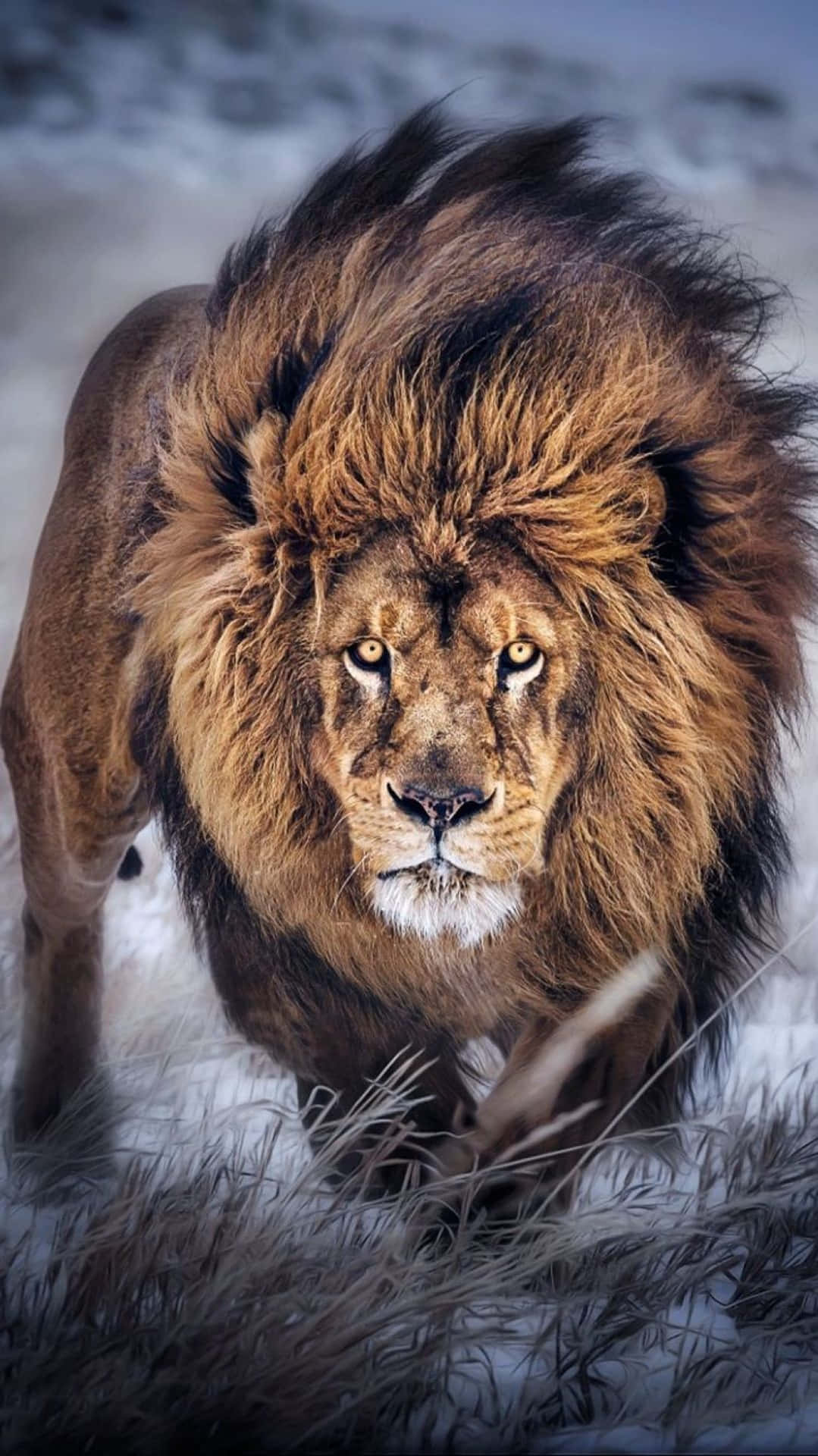 Majestætiskpragt Af En Løve
