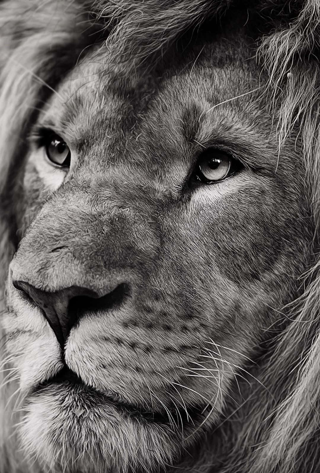 Envacker Majestätisk Lejon I Sin Naturliga Livsmiljö