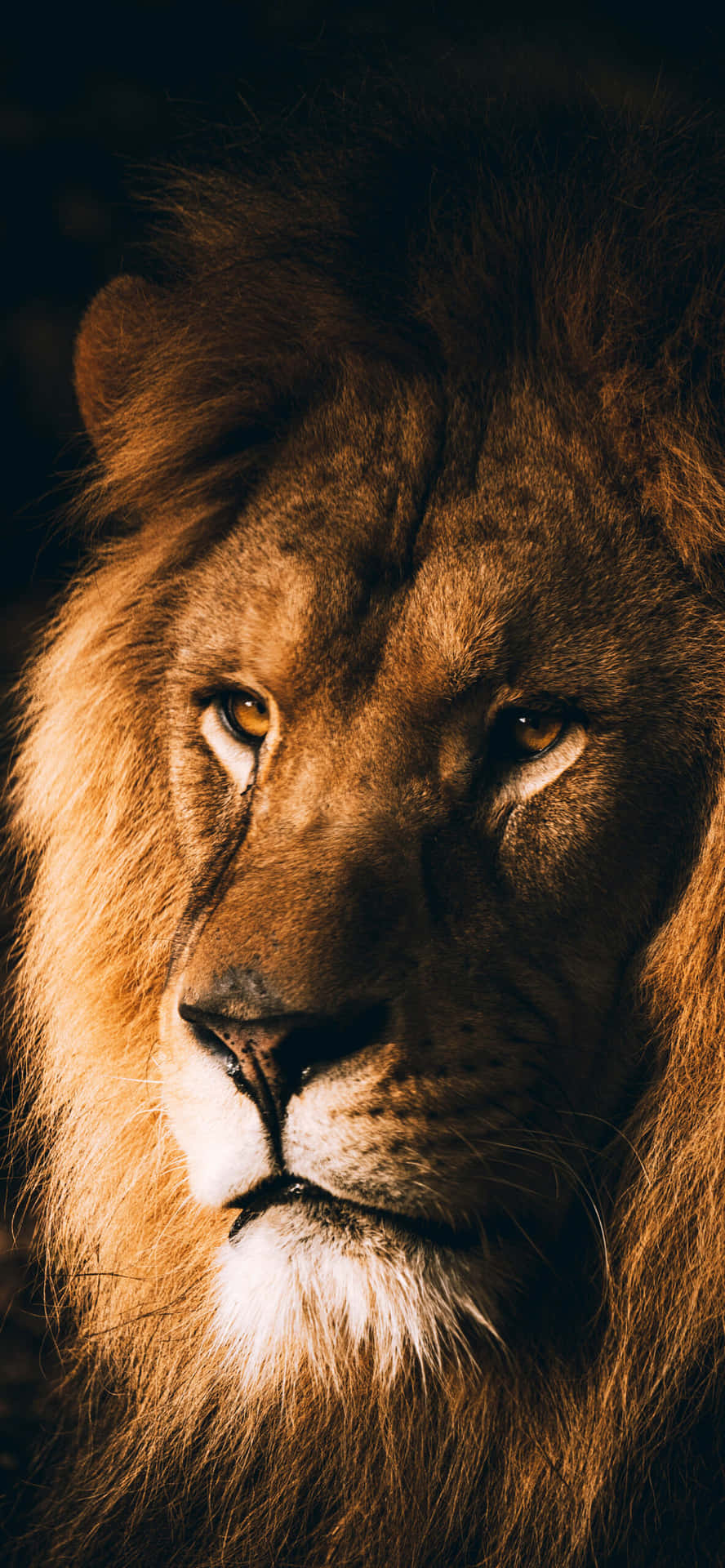 male lion pictures wallpapers