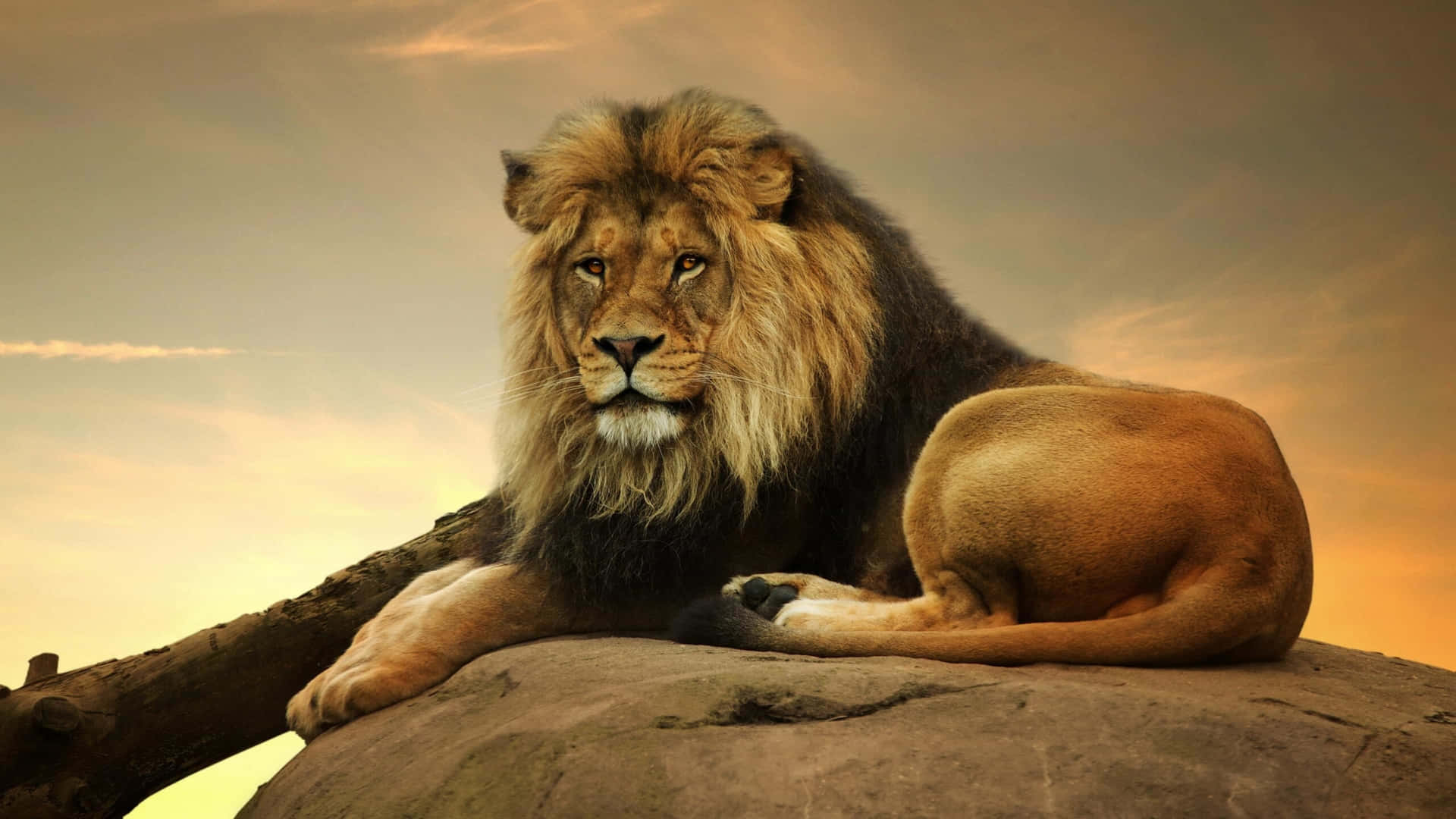 A powerful lion stands with its striking mane blowing in the wind.