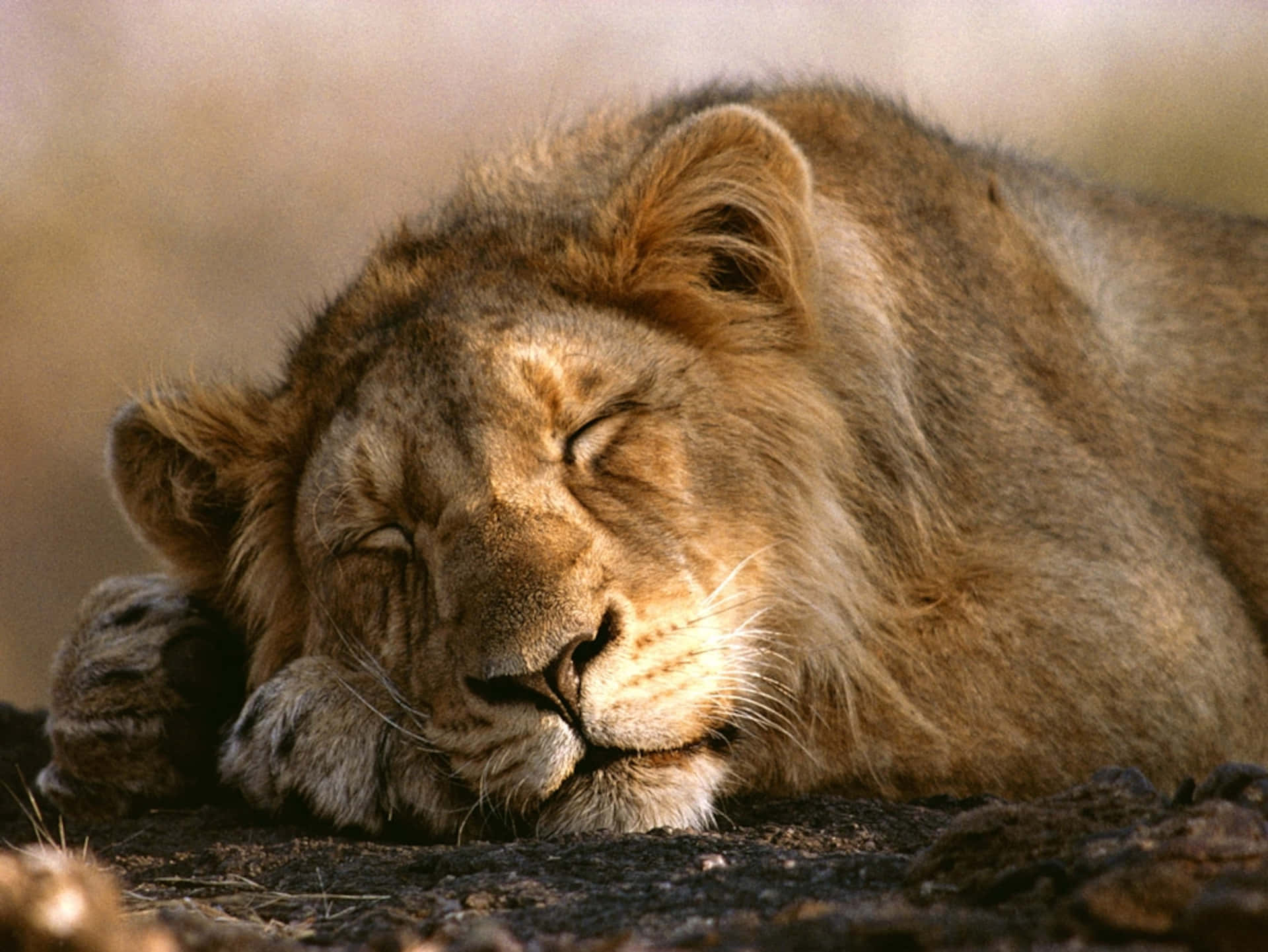 Lion Background