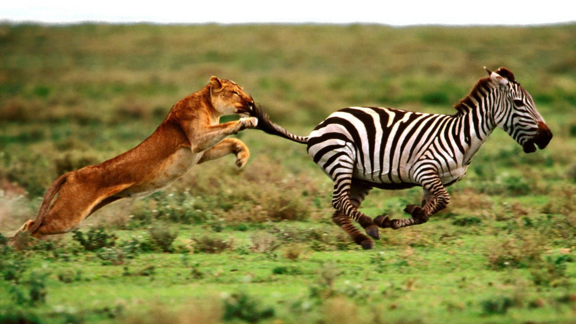 Lion Chasing Zebra Wallpaper