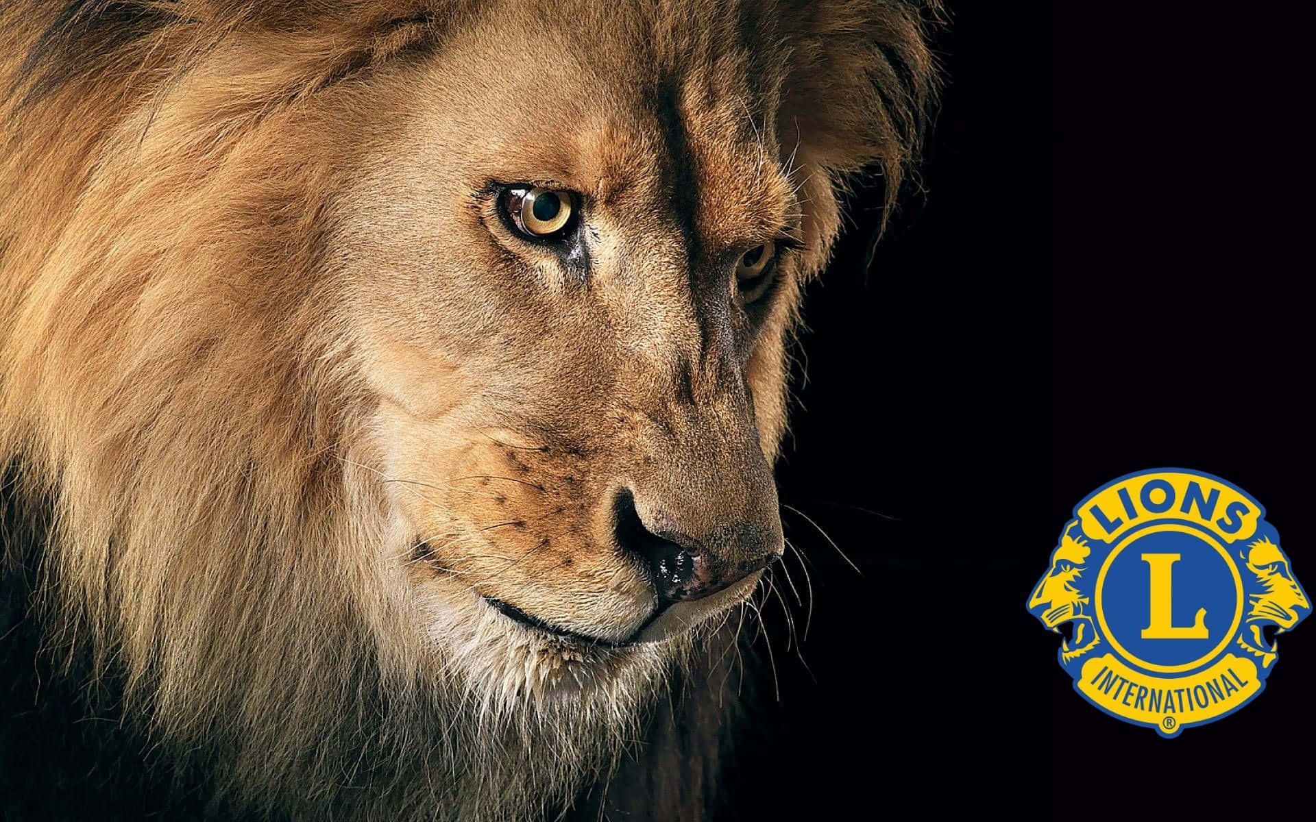 Lion Cub Background